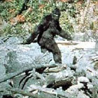 Bigfoot sightings mystery